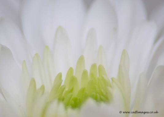 macro photo white dahlia